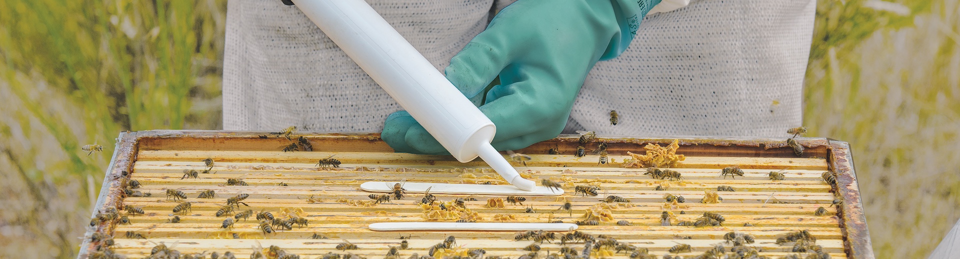 Webinaire Cas cliniques au rucher