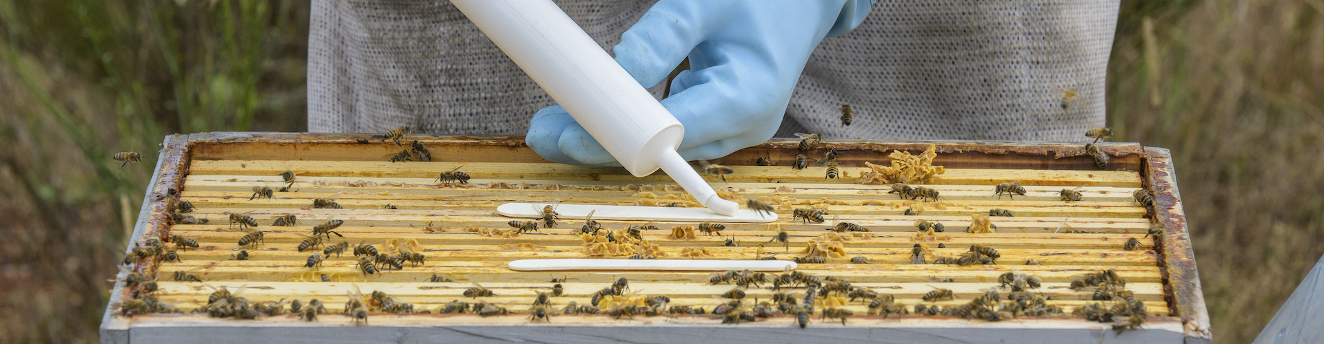 Webinaire Cas cliniques au rucher