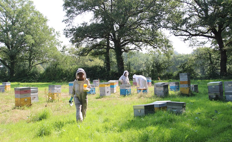 300 hives dedicated to our testing in innovation for honey bee health