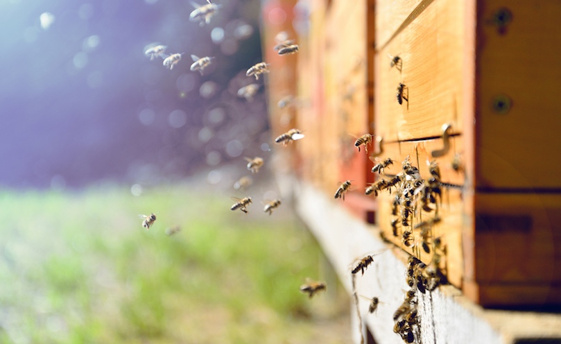 Varroa control strategy: Apivar is an amitraz-based treatment against varroa