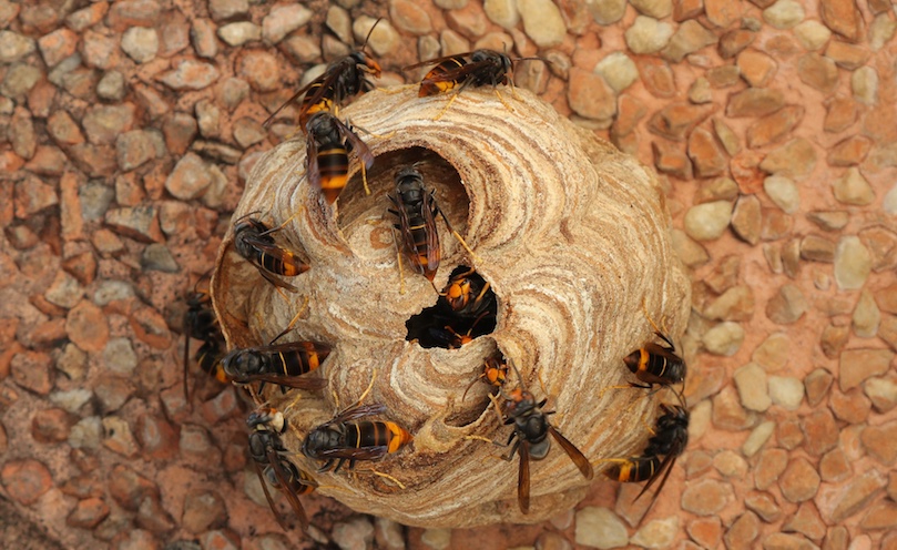 How to fight Asian hornets? 