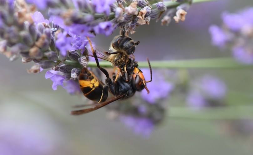 La avispa asiática: un gran depredador de las abejas