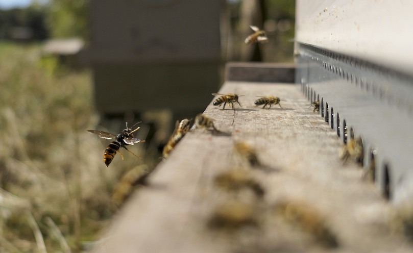 Impact on bee colonies