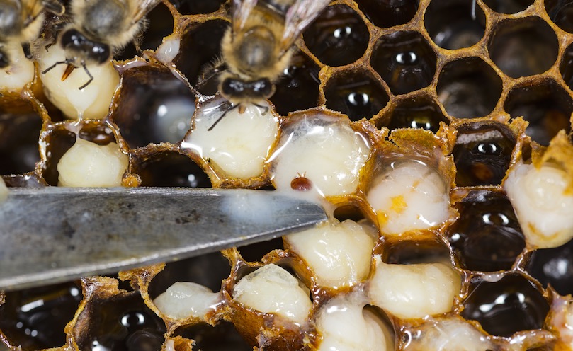 Utilizar un tratamiento autorizado para las abejas