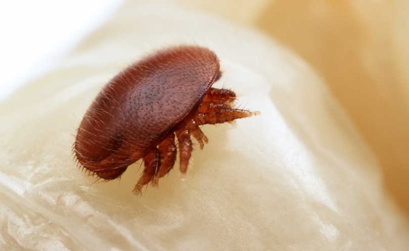 Varroa: the number one ennemy of beekeepers