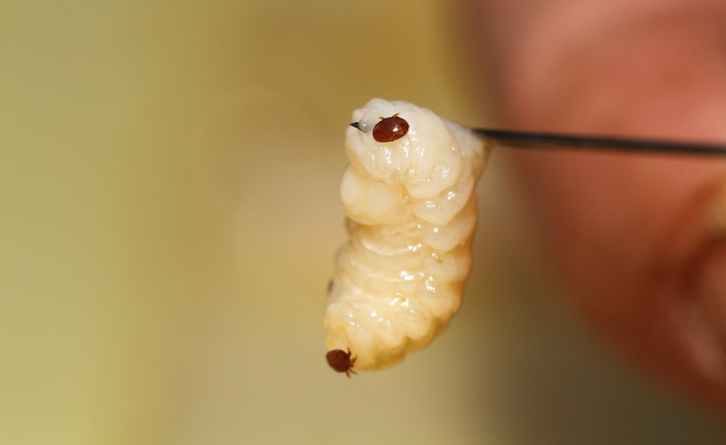 Treating against varroa: the basics