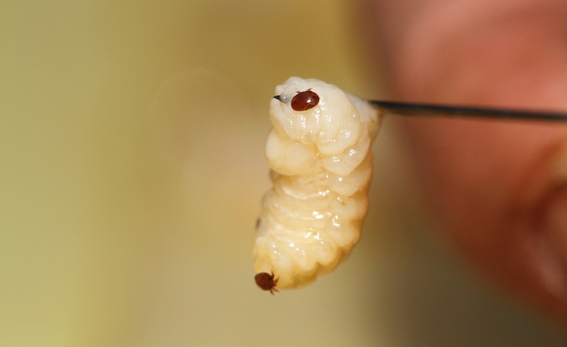 Traiter contre varroa : les fondamentaux