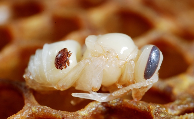 Quand effectuer le suivi d’infestation ?