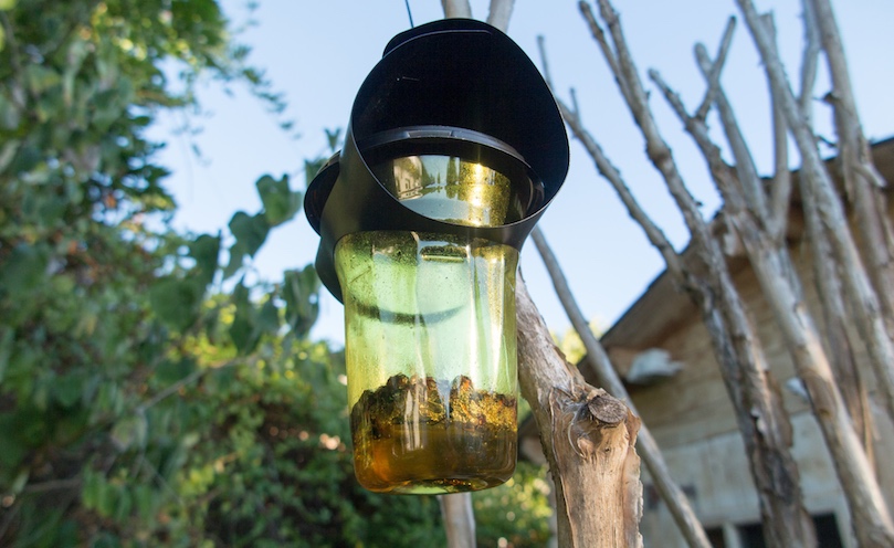 ASIAN HORNET TRAP - FAMILIA WISS 750 Ø 100 LE PARFAIT x ORNETIN – LE  PARFAIT®