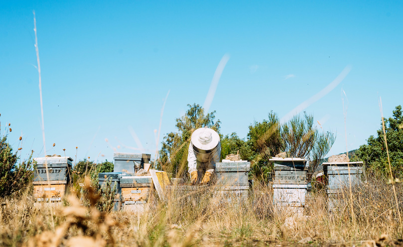 beekeeper working in the apiary