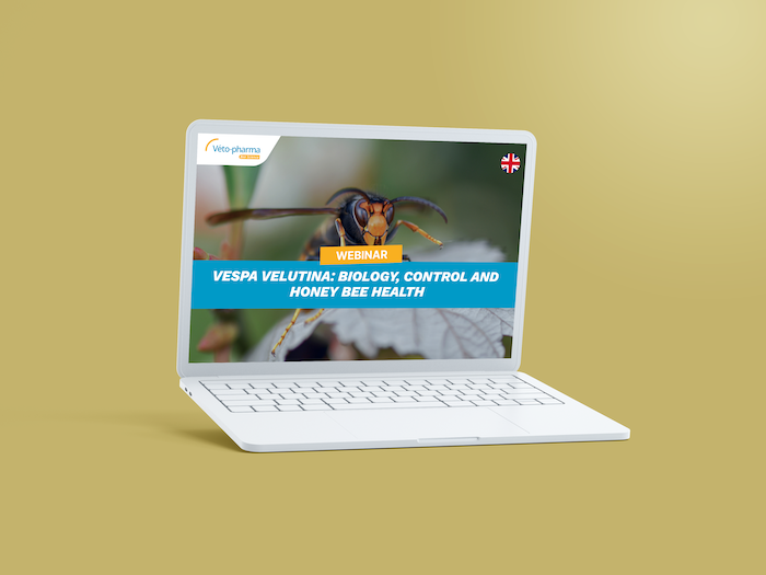 Webinar Vespa velutina EN