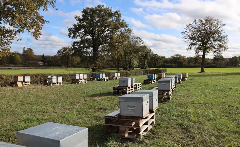 Apiary with beehives on pallets in a meadow in autumn