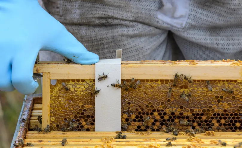 Apivar 2.0 strip hanging on a brood frame with honey bees