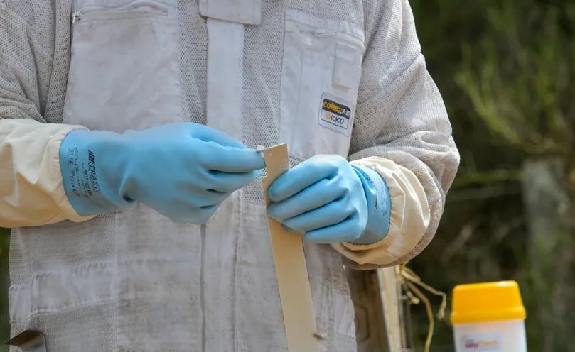 Folding the hanging system of an Apivar 2.0 strip
