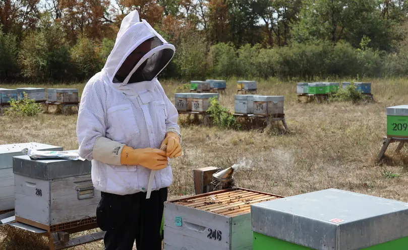 Beekeeper preparing an Apivar 2.0 strip before placing it in the hive