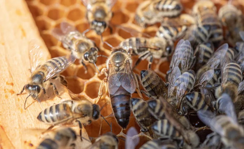Queen bee surrounded by worker bees on honeycomb